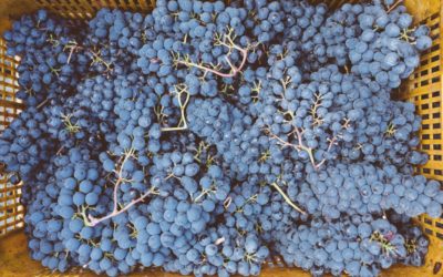 Vineyard Establishment – winemaking project Bolgheri Tuscany